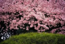 Top 9 Cherry Blossom Locations Across the Globe Top 9 Cherry Blossom Locations Across the Globe
