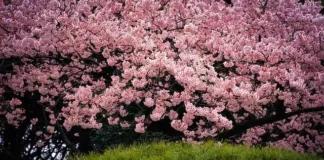 Top 9 Cherry Blossom Locations Across the Globe Top 9 Cherry Blossom Locations Across the Globe