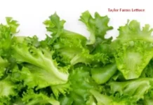 Taylor Farms Lettuce at Taco Bell Linked to Cyclosporiasis Outbreak: What the CDC Found and What Consumers Should Know Taylor Farms Lettuce